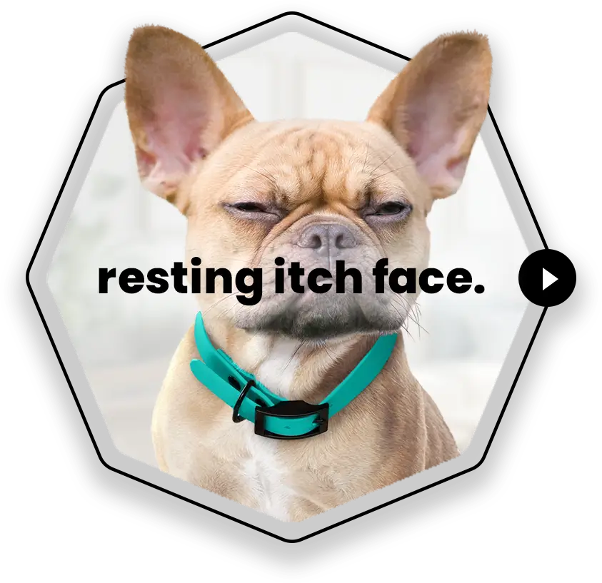Numelvi Resting Itch Face