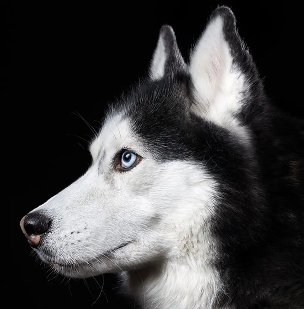 Husky