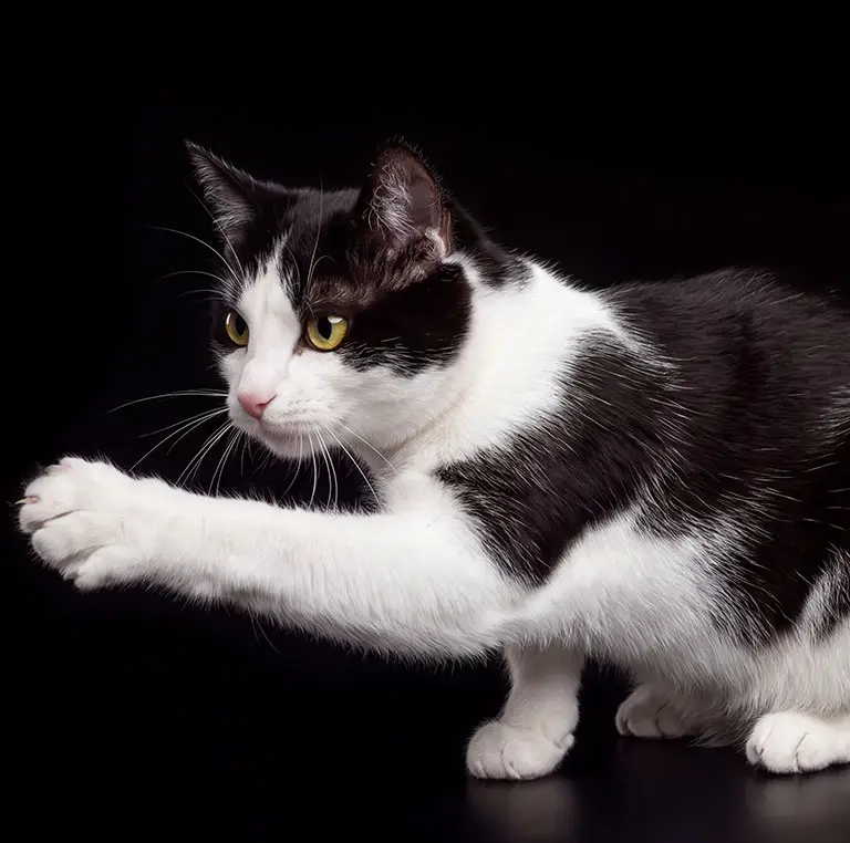 Cat with paw outstretched